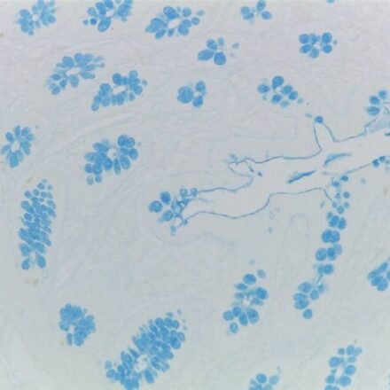Альциановий блакитний pH 1.0 за Дорлінгом набір барвників  250 тестів