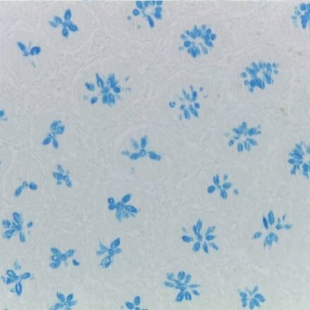 Альциановий блакитний pH 1.5 за Дорлінгом набір барвників  250 тестів