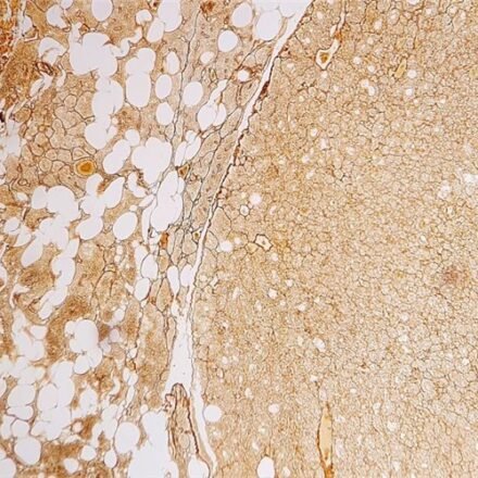 Імпрегнація сріблом  набір барвників 250 тестів