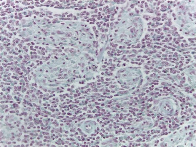 Фельген та Россенбек набір барвників 100 тестів