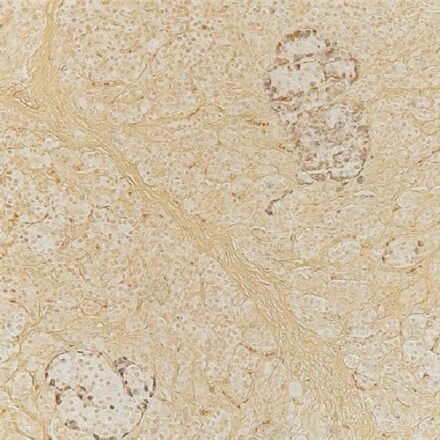 Грімеліус – Microwave набір барвників 100 тестів