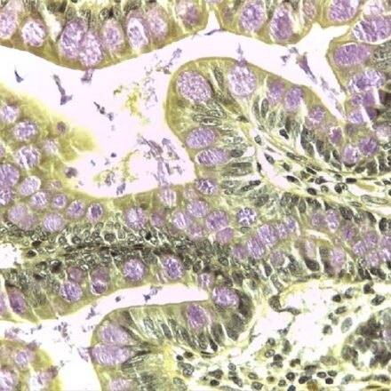 Муцикармін Майера набір барвників 250 тестів