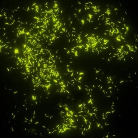 Аурамін набір барвників 100 тестів