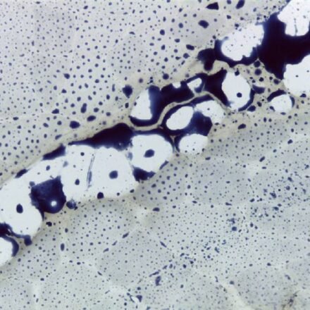 Судан Чорний набір барвників  100 тестів